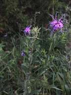 Слика од Liatris squarrosa (L.) Michx.