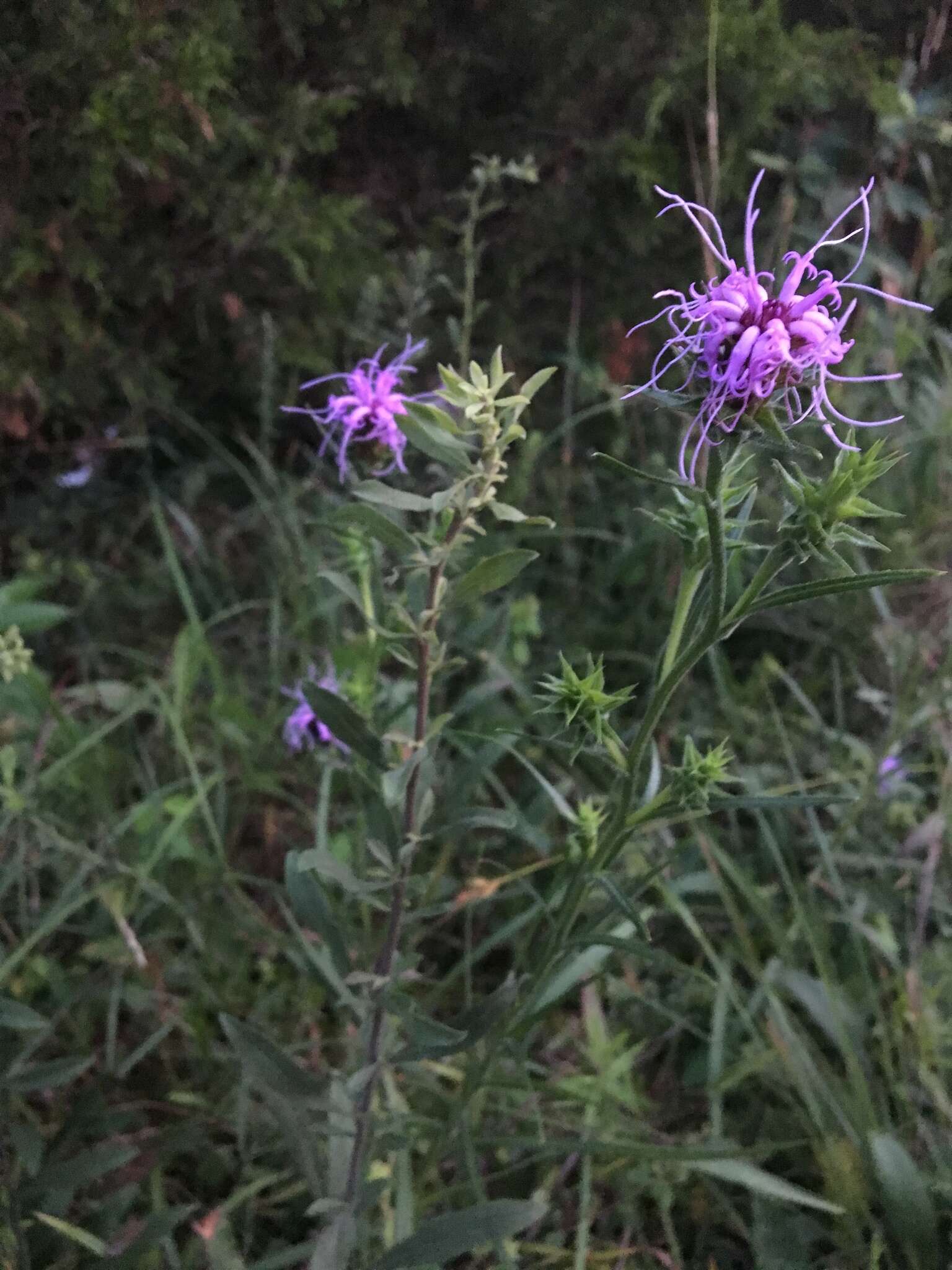 Слика од Liatris squarrosa (L.) Michx.