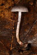 Image of Cortinarius perviolaceus Murrill 1946