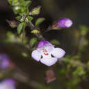 Image of Spiny Mint-bush