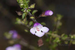 Prostanthera spinosa F. Muell. resmi