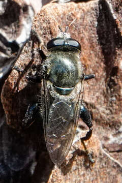 Image of Brachypalpus (Crioprora) femoratus (Williston 1882)