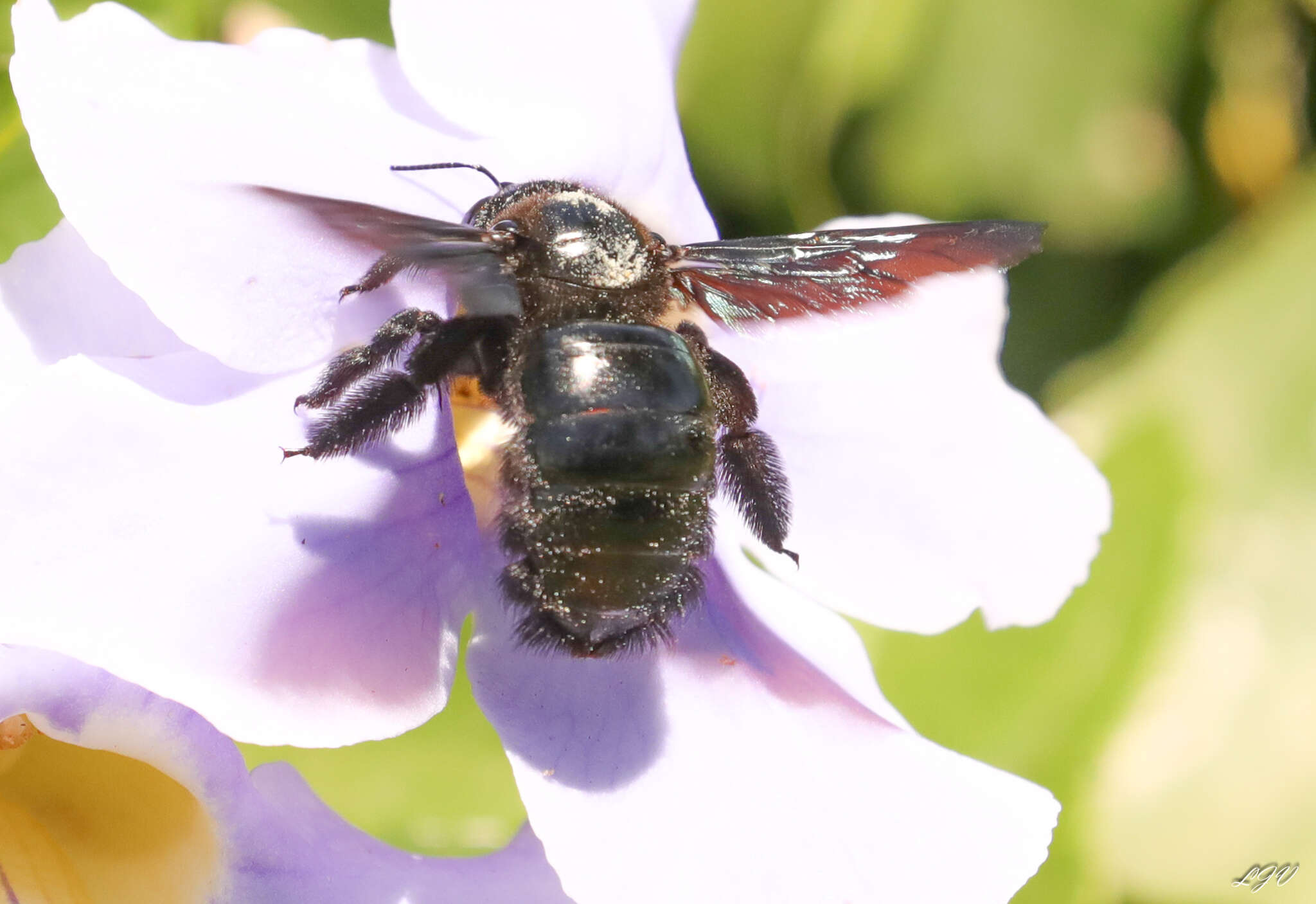 Plancia ëd Xylocopa fimbriata Fabricius 1804