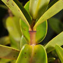 Image of Veronica ligustrifolia A. Cunn.