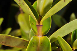 Image of Veronica ligustrifolia A. Cunn.