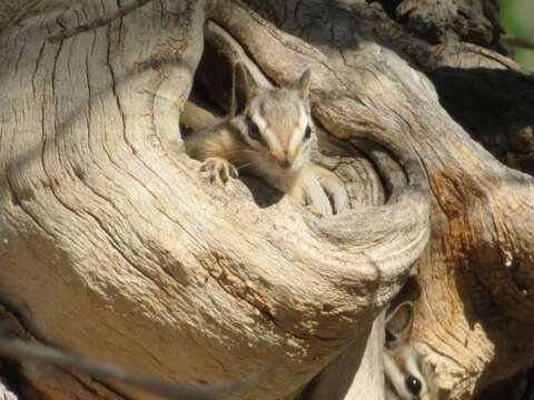 Image of Gray-collared Chipmunk