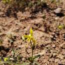 Image of Cyanella lutea subsp. lutea