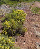 Image of rabbitbush