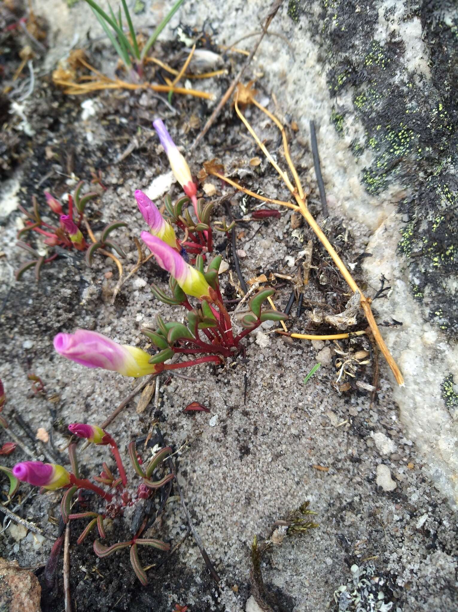 Sivun Oxalis stokoei Weintroub kuva