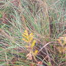 Image of Pelargonium radulifolium (Eckl. & Zeyh.) Steud.