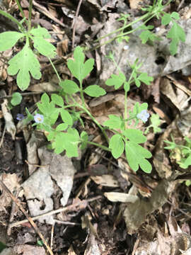 Image of Buttercup Scorpion-Weed