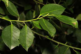 Image of <i>Ilex</i> × <i>altaclerensis</i> (Loud.) Dallim.