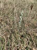 Image of Autumn Lady's Tresses Spiranthes