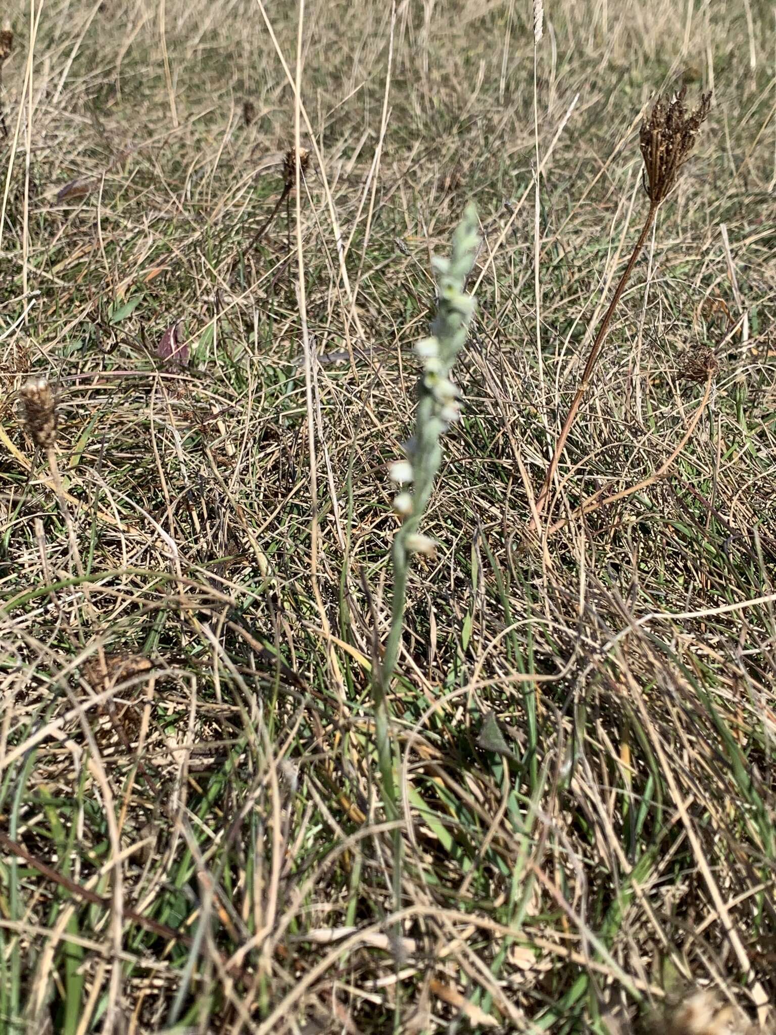 Image of Autumn Lady's Tresses Spiranthes