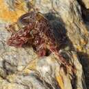 Image of rocky-shore hermit crab