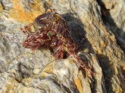 Image of rocky-shore hermit crab