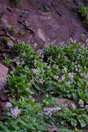 Plancia ëd Dodecatheon pulchellum var. zionense (Eastw.) S. L. Welsh