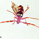 Image of Achenoderus octomaculatus (Fairmaire & Germain 1861)