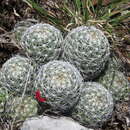 Image of Mammillaria kraehenbuehlii (Krainz) Krainz