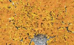 Image of Xanthoria aureola (Ach.) Erichsen