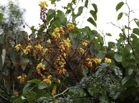 Imagem de Caesalpinia vernalis Benth.