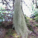 Image of cavern beard lichen