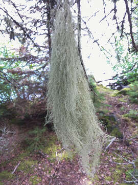 Image of cavern beard lichen