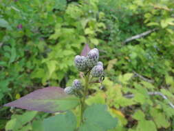 Image of Saussurea grandifolia Maxim.