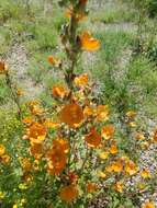 Image of Coulter's globemallow