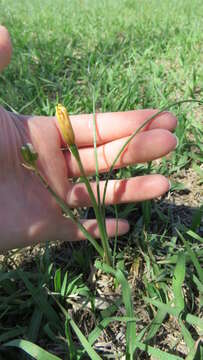 Слика од Zephyranthes filifolia Herb. ex Kraenzl.