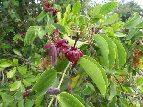 Passiflora cupraea L.的圖片