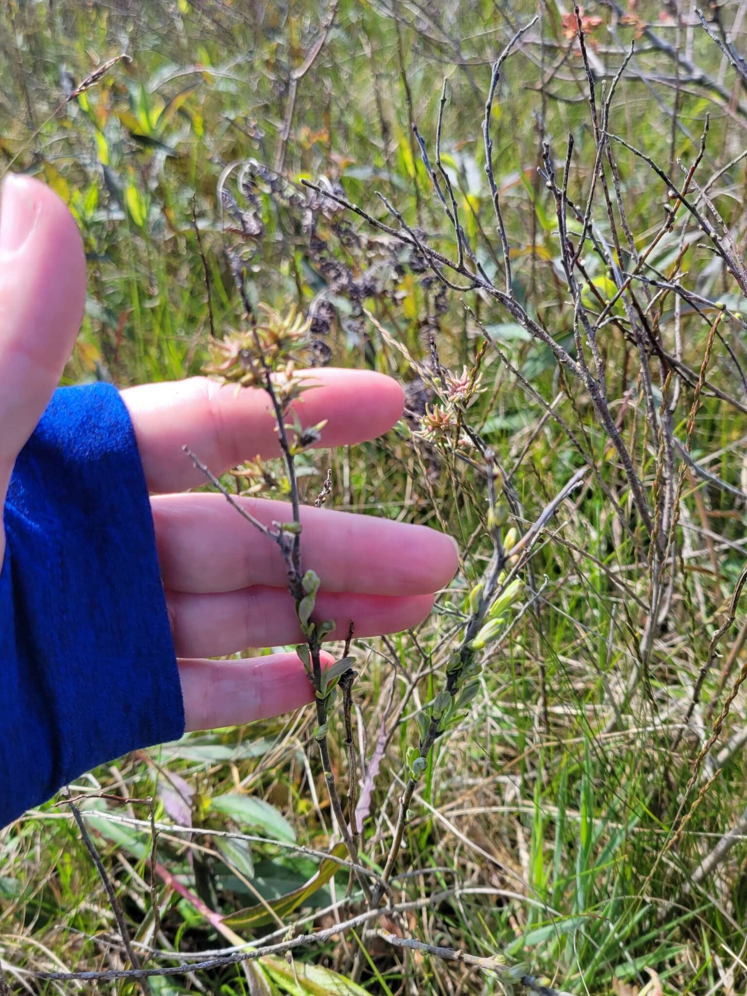 Image of prairie willow