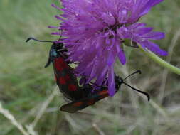 Image of Zygaena cynarae Esper 1789