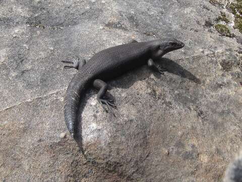 Image of Egernia saxatilis intermedia Cogger 1960