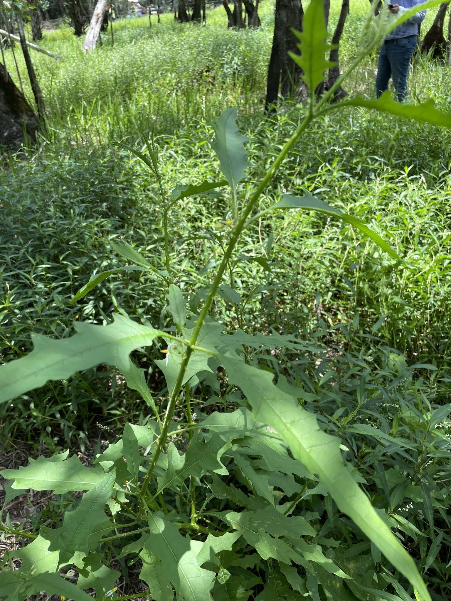 Plancia ëd Solanum tampicense Dun.