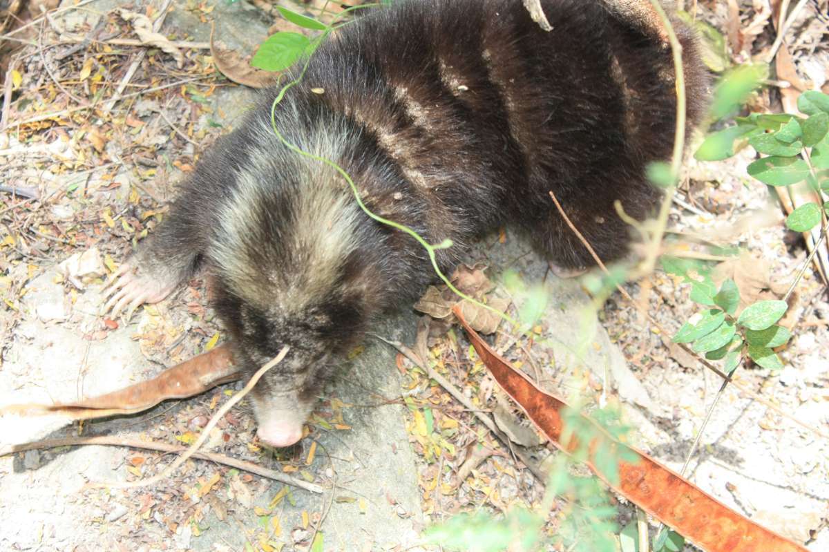 Image of Palawan Stink Badger