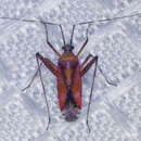 Image of Phytocoris roseus (Uhler 1894)