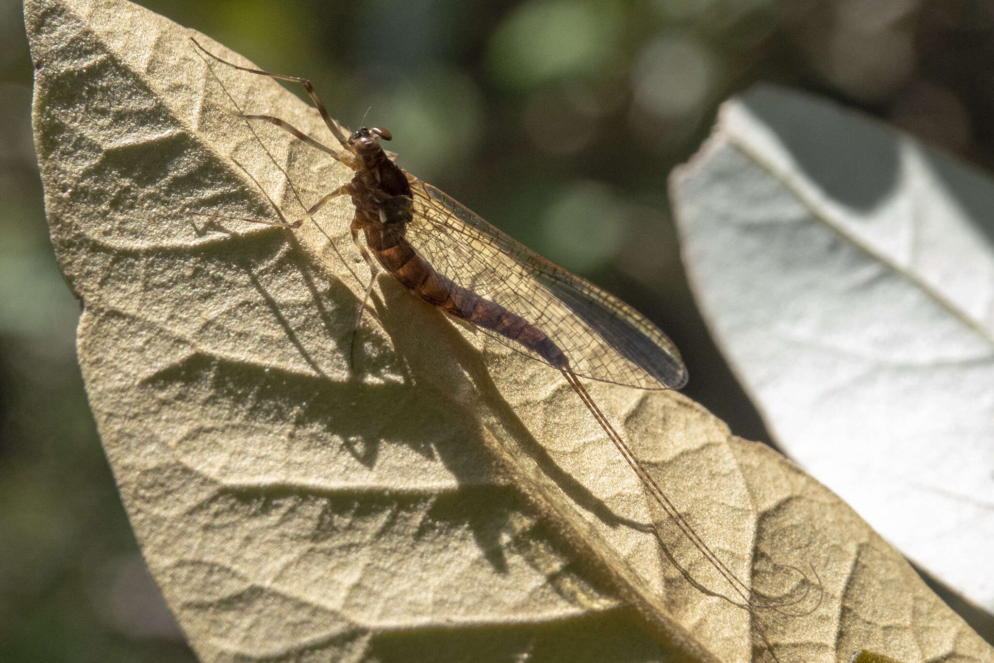 Image of Nesameletidae