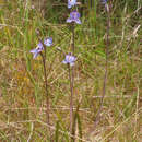 Image of Thelymitra nervosa Colenso