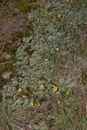 Image of Potentilla candicans Humb. & Bonpl. ex Schltdl.