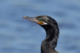 Image of Neotropic Cormorant