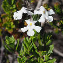 Image of Chascanum cernuum (L.) E. Mey.
