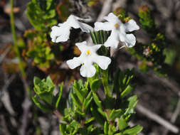 Image of Chascanum cernuum (L.) E. Mey.