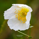 Image of Papaver nudicaule var. aquilegioides Fedde