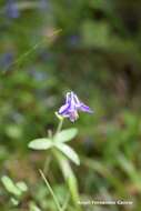 Aquilegia vulgaris subsp. hispanica (Willk.) Heywood的圖片