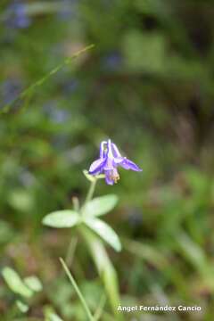 Imagem de Aquilegia vulgaris subsp. hispanica (Willk.) Heywood