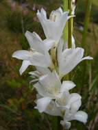 Image of Dierama argyreum L. Bolus