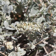 Image of bluegreen saltbush