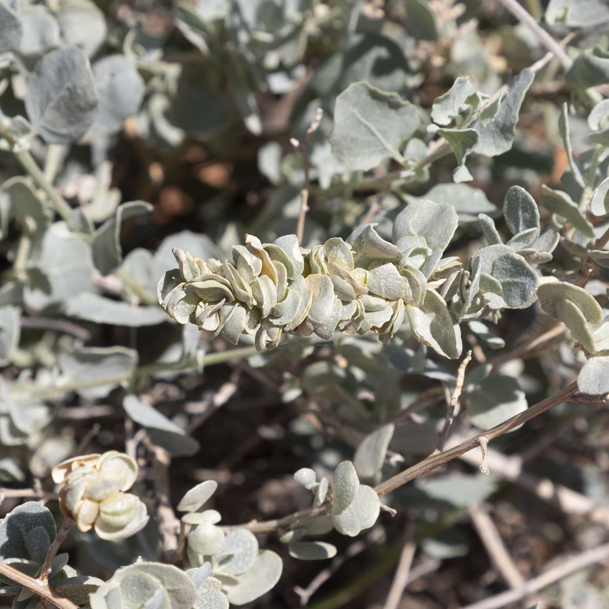 Image of bluegreen saltbush