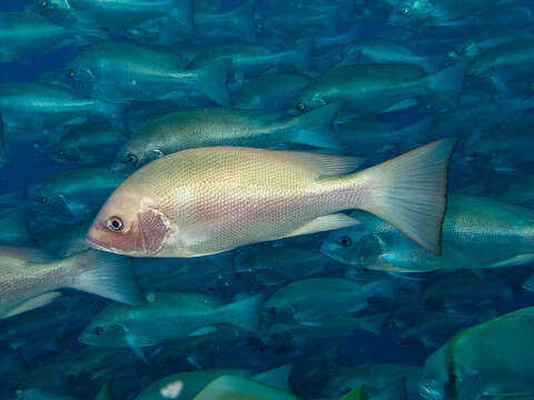 Image of Crimson snapper